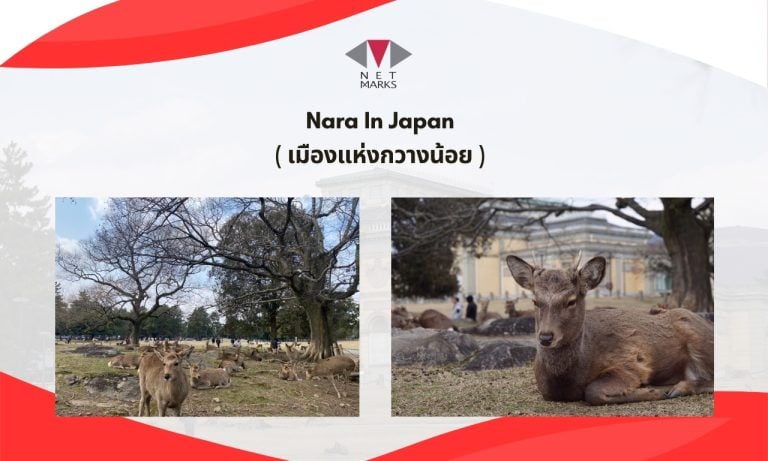 Nara In Japan (เมืองแห่งกวางน้อย) 